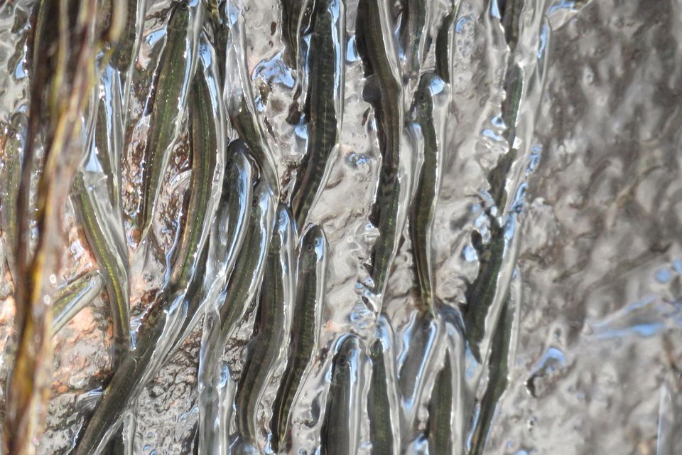 Fish crossing the Luvilombo Falls, a waterfall in the Democratic Republic of Congo. Photo: Reuters